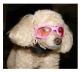 Dog Sunglasses in Pink 4